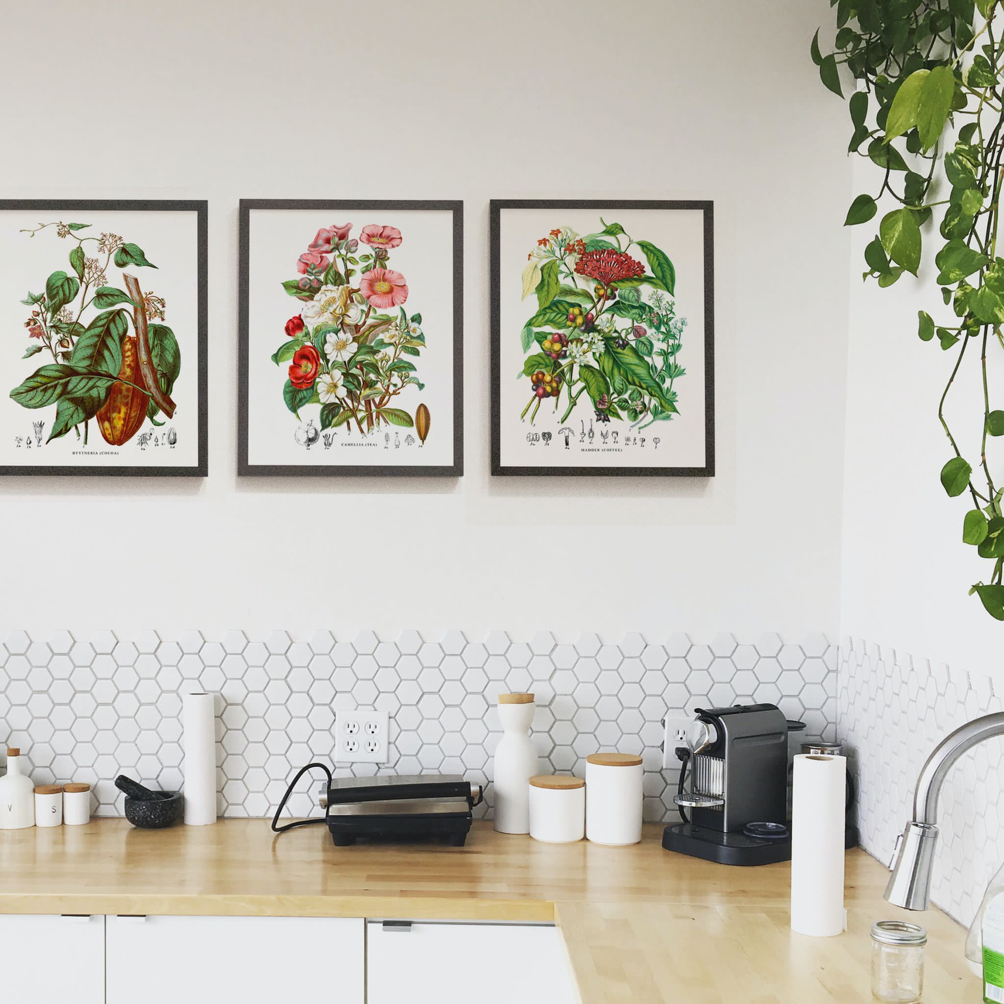 Vintage Cocoa Plant Art Print Elizabeth Twining