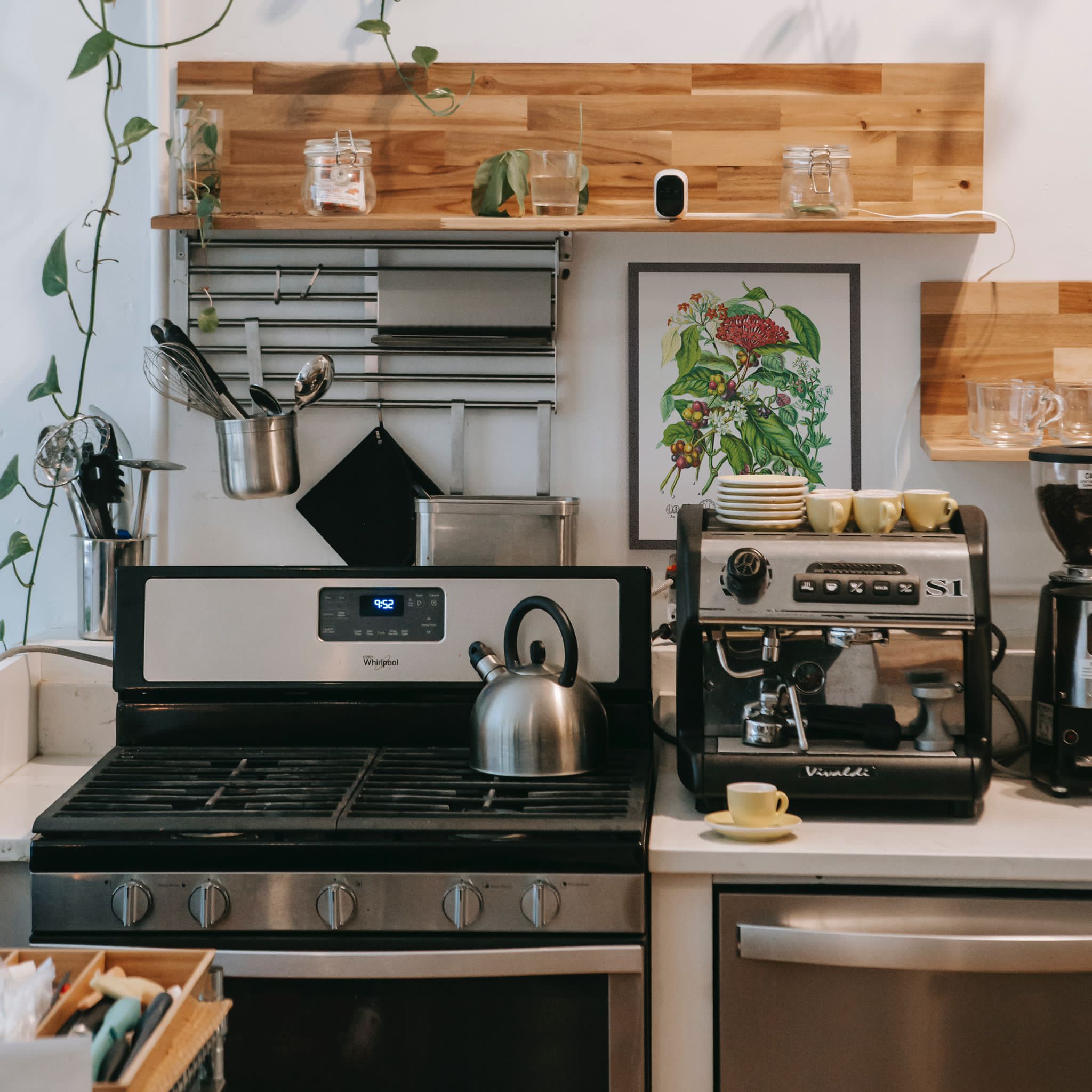 Vintage Coffee Plant Art Print Elizabeth Twining