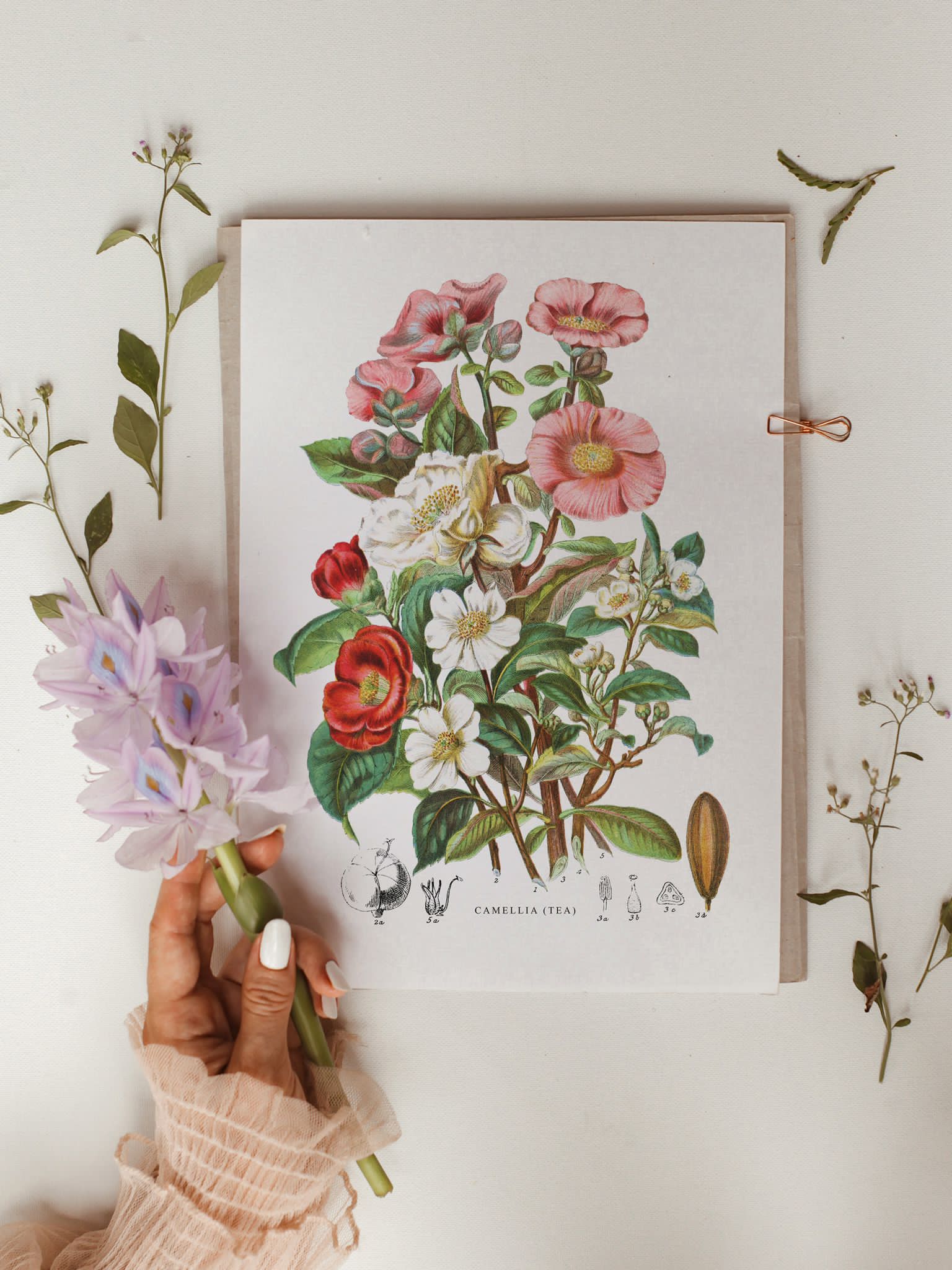 Vintage Tea Plant Art Print Elizabeth Twining